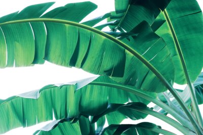 Papier peint  Macro photo feuilles de bananier vert