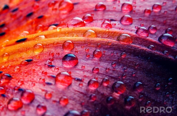 Papier peint  Macro-photo fleur avec des gouttes d'eau