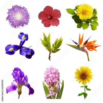 Papier peint  Macro photo of flowers set: iris, strelitzia, ipomoea, sunflower, hibiscus, hyacinth, green bushes, cirsium vulgare on white background.