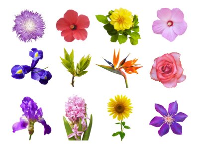 Papier peint  Macro photo of flowers set: iris, strelitzia, ipomoea, sunflower, hibiscus, hyacinth, green bushes, rose, common mallow, cirsium vulgare on white background.