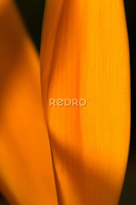 Papier peint  Macro photo of strelitzia reginae flower