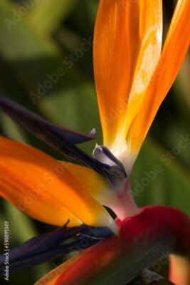 Papier peint  Macro photo of strelitzia reginae flower Generative AI