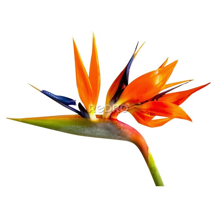 Papier peint  Macro photo Strelitzia flower on white isolated background.