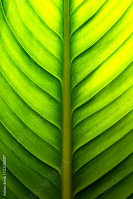 Papier peint  Macro photograph of the large leaf of a wild banana or giant white bird of paradise (Strelitzia nicolai), backlit by the sun. Symmetrical organic background with fine monochrome green leaf structures 
