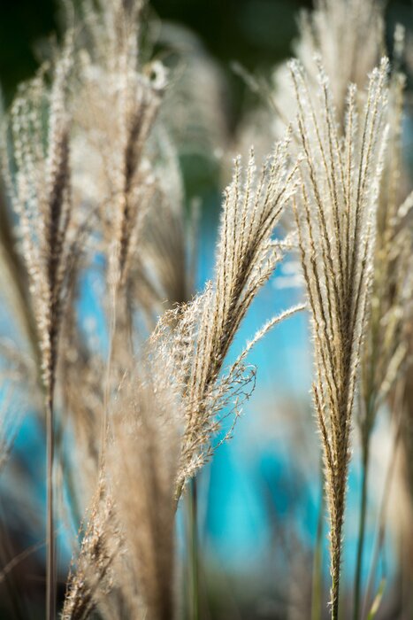 Papier peint  Macro roseau