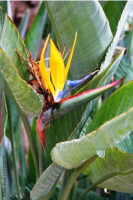 Papier peint  Macro shot of beautiful & colorful Bird of Paradise flower with vivid orange & bright purple blue inflorence. Tropical plant Strelitzia reginae among big green leaves. Close up, background, copy space