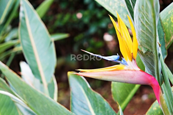 Papier peint  Macro shot of beautiful & colorful Bird of Paradise flower with vivid orange & bright purple blue inflorence. Tropical plant Strelitzia reginae among big green leaves. Close up, background, copy space