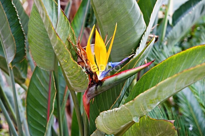 Papier peint  Macro shot of beautiful & colorful Bird of Paradise flower with vivid orange & bright purple blue inflorence. Tropical plant Strelitzia reginae among big green leaves. Close up, background, copy space