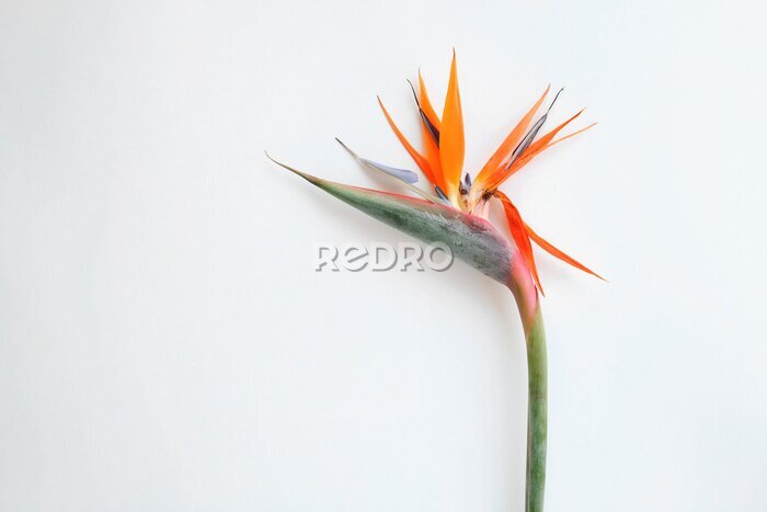Papier peint  Macro shot of beautiful & colorful Bird of Paradise flower with vivid orange & bright purple blue inflorescence. Tropical plant Strelitzia reginae isolated on white. Close up, background, copy space