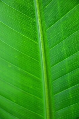 Papier peint  Macro shot of leaf from a Strelitzia nicolai Plant showing its lines and veins