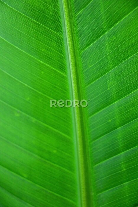 Papier peint  Macro shot of leaf from a Strelitzia nicolai Plant showing its lines and veins