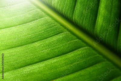 Papier peint  Macro shot of strelitzia leaf structure