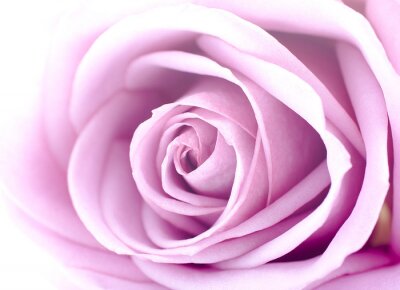 Macrophotographie artistique d'une rose