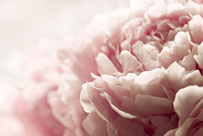 Papier peint  Macrophotographie d'un bouton de pivoine rose