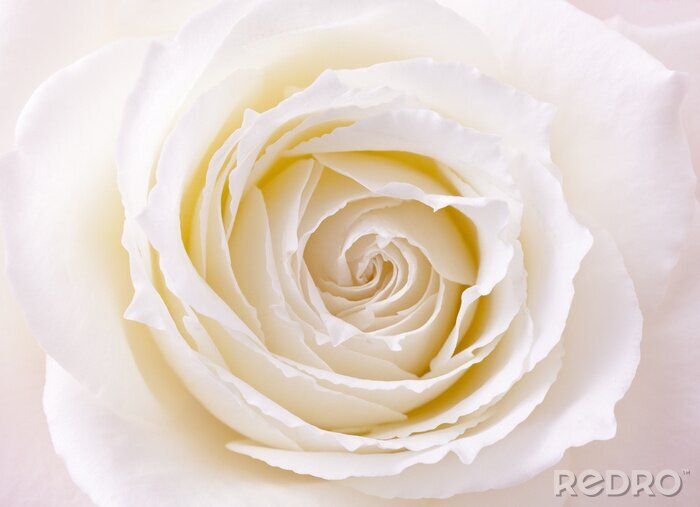 Papier peint  Macrophotographie d'une rose blanche