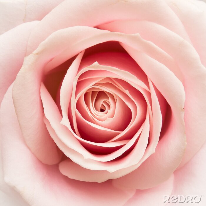 Papier peint  Macrophotographie d'une rose en fleur