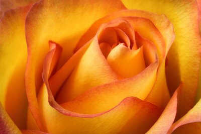 Papier peint  Macrophotographie d'une rose orange