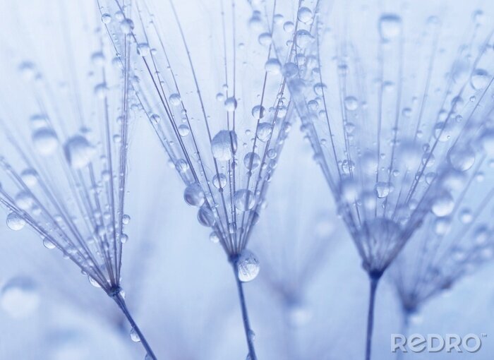 Papier peint  Macrophotographie de la rosée sur un pissenlit