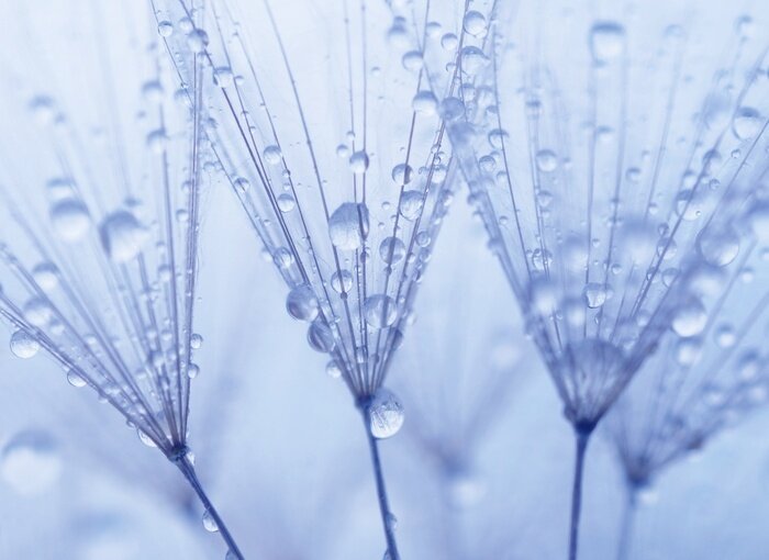 Papier peint  Macrophotographie de la rosée sur un pissenlit
