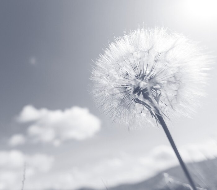 Papier peint  Macrophotographie en noir et blanc d'un pissenlit