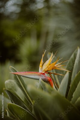 Papier peint  Madeira, strelitzia