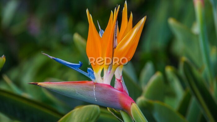 Papier peint  Madère - Strelitzia reginae fleur oiseau du paradis à Santa Catarina
