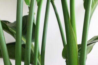 Papier peint  Magnificent green erect stems and leaves of a Strelitzia nicolai (Giant White Bird of Paradise or Wild Banana) plant