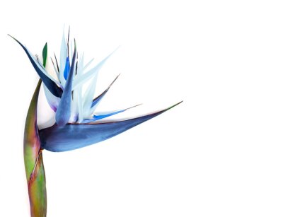 Papier peint  Magnificent strelitzia flower isolated on white. Big tropical flower.