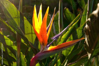 Papier peint  Magnificent Strelitzia in the Mugel Park
