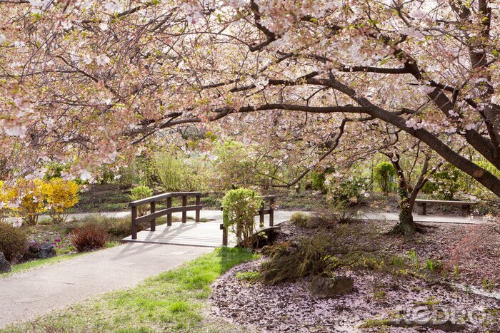 Papier peint  Magnifique cerisier