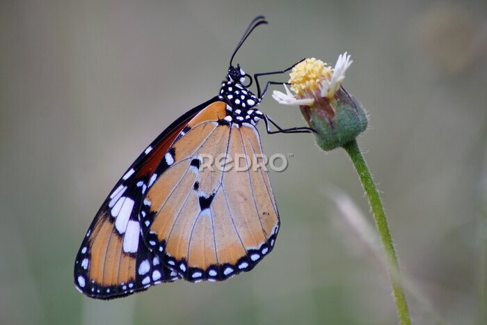 Papier peint  Magnifique papillon Monarque sur une fleur avec un arrière-plan flou