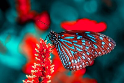 Papier peint  Magnifique papillon sur une fleur dans un jardin l'été