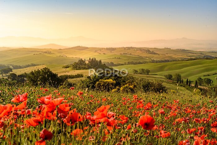 Papier peint  Magnifique paysage de Toscane avec un champ de coquelicots