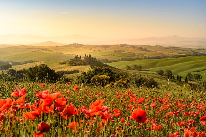 Papier peint  Magnifique paysage de Toscane avec un champ de coquelicots