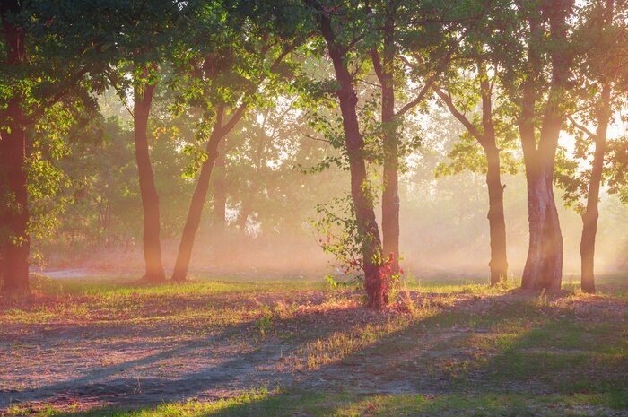 Papier peint  Magnifiques couronnes d'arbres au soleil