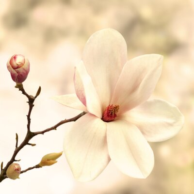 Magnolia 3D et bourgeon