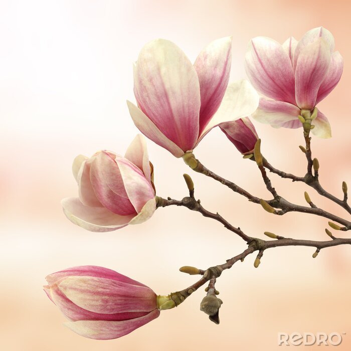 Papier peint  magnolia