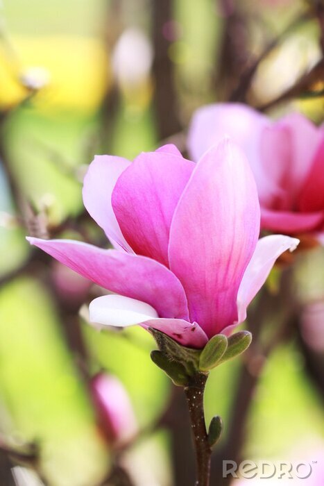Papier peint  magnolia