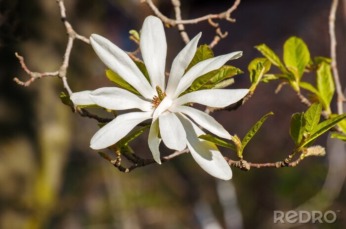 Papier peint  Magnolia à fleurs blanches