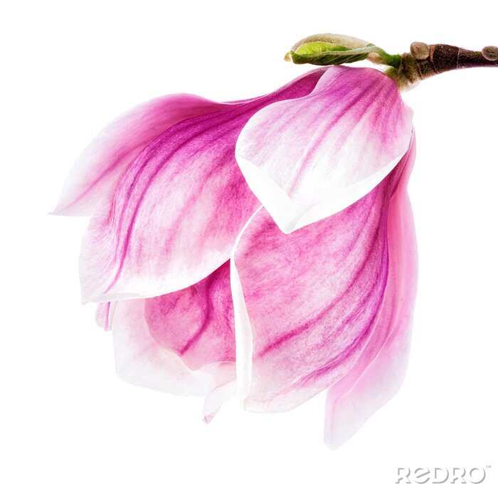 Papier peint  Magnolia aquarelle rose