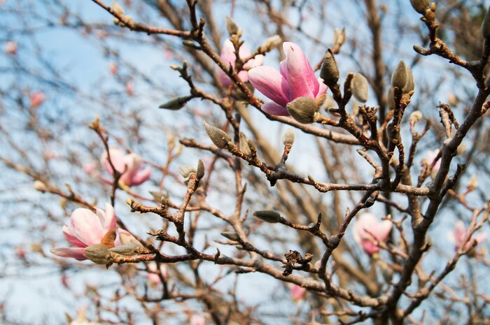Papier peint  Magnolia arbre