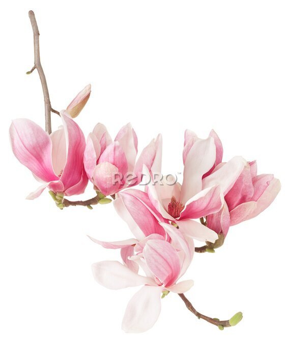 Papier peint  Magnolia avec fleurs roses