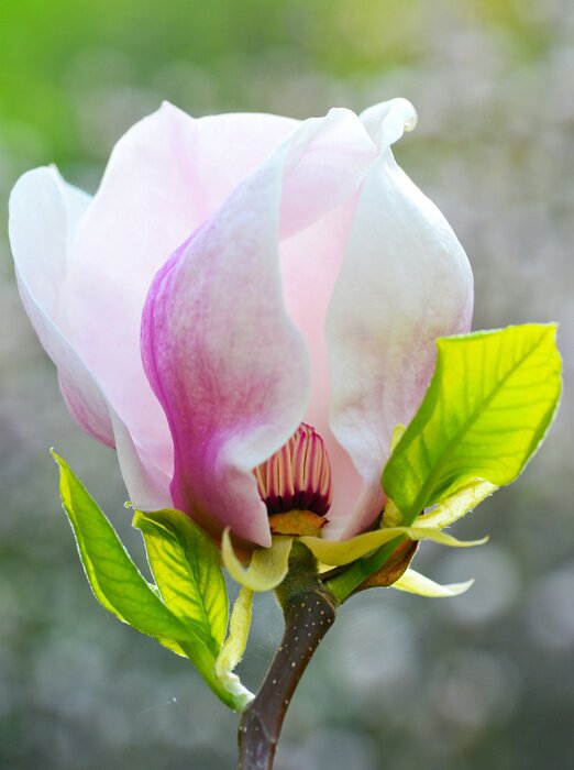 Papier peint  Magnolia avec les feuilles gros plan