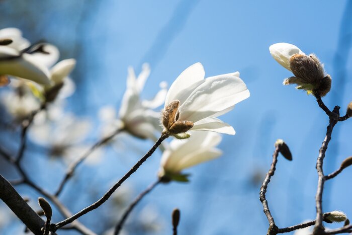 Papier peint  Magnolia blanc