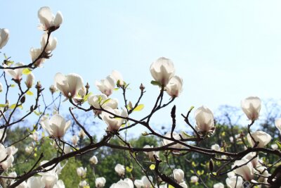 Papier peint  Magnolia blanc au soleil