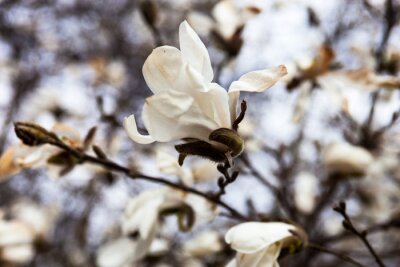 Papier peint  Magnolia blanc aux couleurs froides