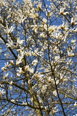 Papier peint  Magnolia blanc branches et ciel