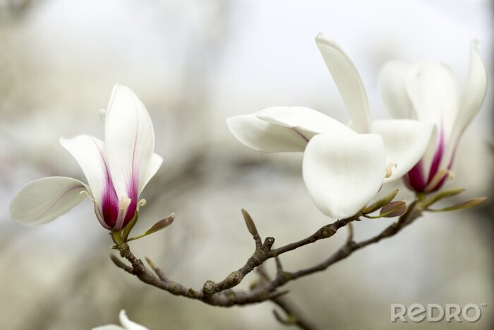 Papier peint  Magnolia blanc en fleurs