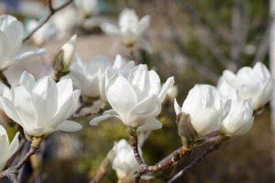 Papier peint  Magnolia blanc et la nature