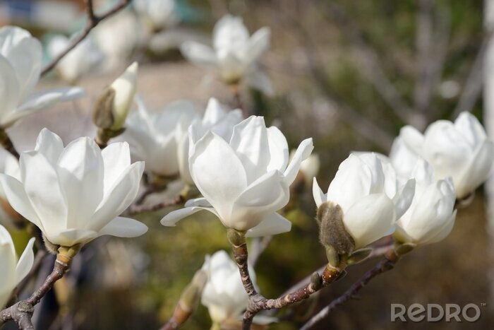 Papier peint  Magnolia blanc et la nature